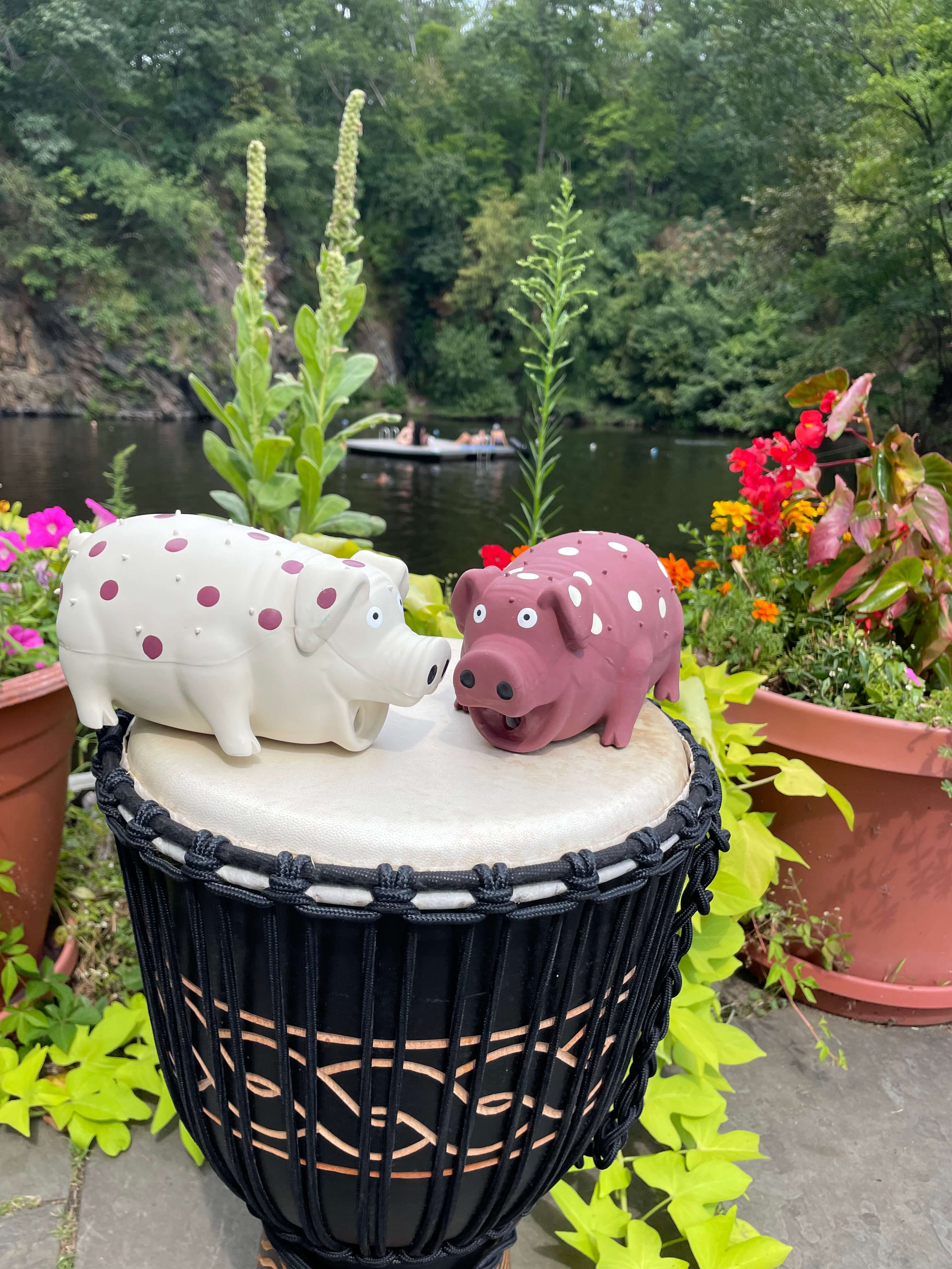 Quarry pigs at Hopewell Quarry
